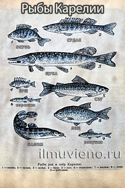 Красная рыба и другие виды Рыб в Карелии