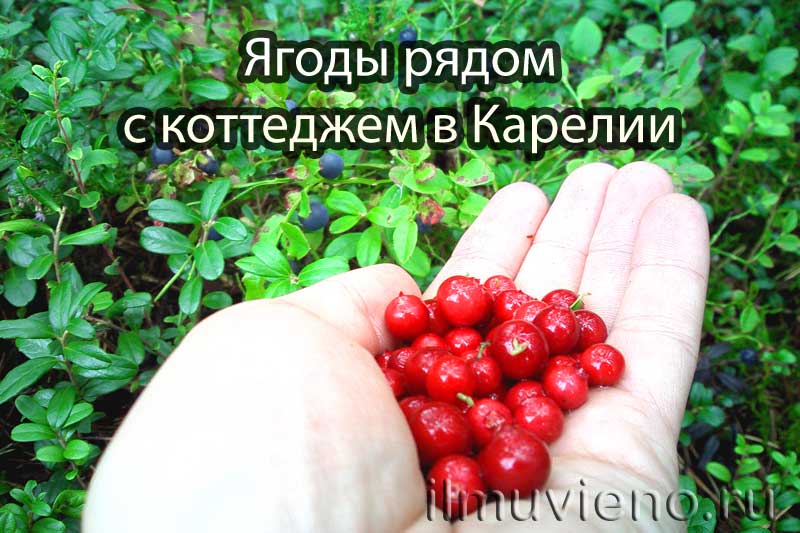 Коттедж в аренду у Петрозаводска с ягодами