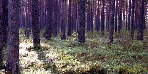 Лес в Карелии
