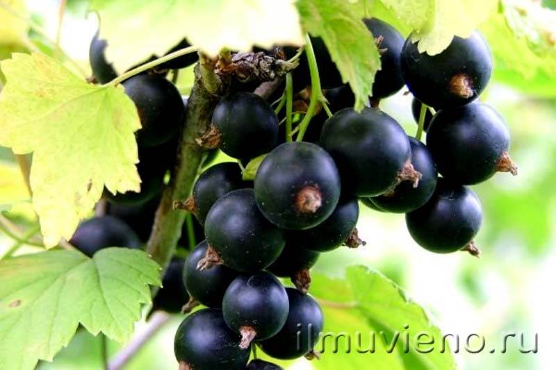 ягоды карелии черная смородина