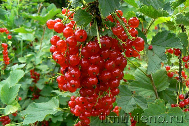 ягоды карелии, красная смородина