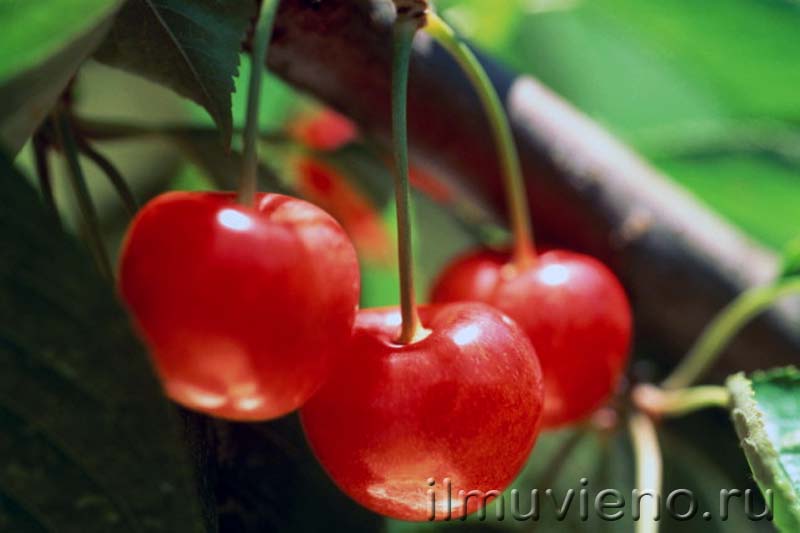 ягоды карелии, вишня карельская